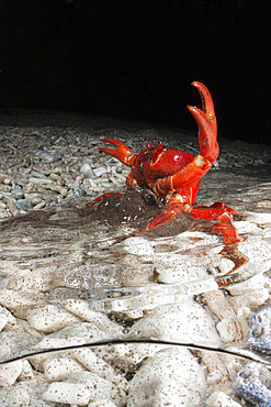 Christmas Island Red Crab release eggs into ocean, Gecarcoidea natalis, Christmas Island, Australia