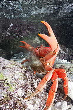 Christmas Island Red Crab release eggs into ocean, Gecarcoidea natalis, Christmas Island, Australia