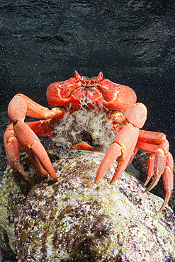 Christmas Island Red Crab release eggs into ocean, Gecarcoidea natalis, Christmas Island, Australia