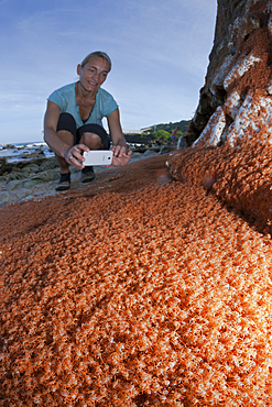 Juvenile Crabs returning on Land, Gecarcoidea natalis, Christmas Island, Australia