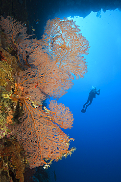 Scuba Diver at Coral Reef, Melithaea sp., Christmas Island, Australia