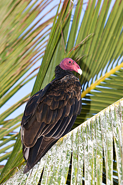 Turkey Vulture resting on Palm Tree, Cathartes aura, Cabo Pulmo, Baja California Sur, Mexico