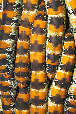 Caterpillars of Giant Silk Moth, Arsenura armida, Cancun, Yucatan, Mexico