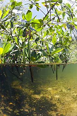 Mangroves, Cancun, Yucatan, Mexico