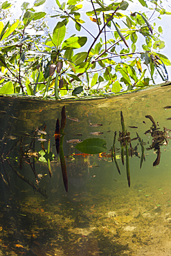 Mangroves, Cancun, Yucatan, Mexico