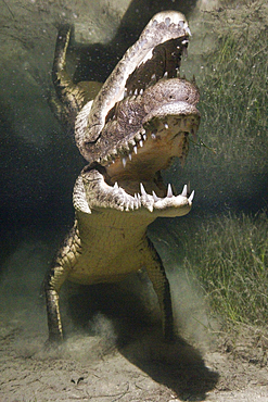 Morelets Crocodile hunting at Night, Crocodylus moreletii, Cancun, Yucatan, Mexico