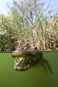 Morelets Crocodile, Crocodylus moreletii, Cancun, Yucatan, Mexico