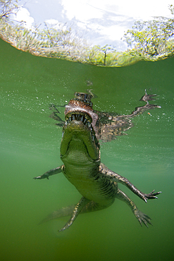 Morelets Crocodile, Crocodylus moreletii, Cancun, Yucatan, Mexico