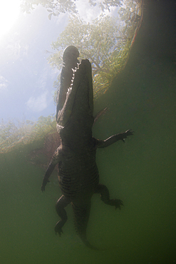 Morelets Crocodile, Crocodylus moreletii, Cancun, Yucatan, Mexico