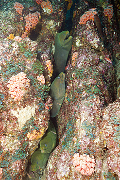 Group of Panamic Green Moray Eel hiding in Reef, Gymnothorax castaneus, La Paz, Baja California Sur, Mexico