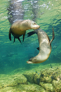 California Sea Lion, Zalophus californianus, La Paz, Baja California Sur, Mexico