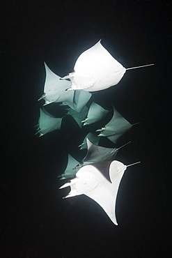 Munks Devil Ray feeding on plankton at night, Mobula munkiana, La Paz, Baja California Sur, Mexico