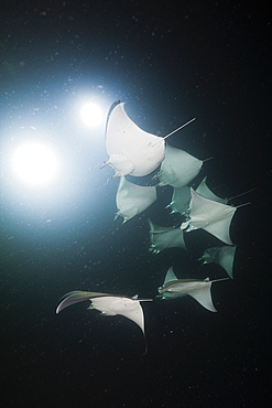 Munks Devil Ray feeding on plankton at night, Mobula munkiana, La Paz, Baja California Sur, Mexico