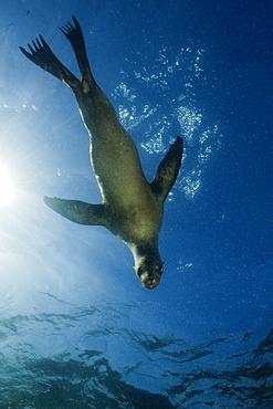 California Sea Lion, Zalophus californianus, La Paz, Baja California Sur, Mexico