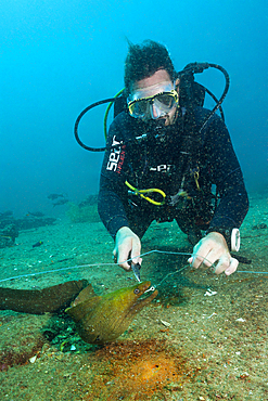 Diver takes off hook from Panamic Green Moray Eel, Gymnothorax castaneus, La Paz, Baja California Sur, Mexico