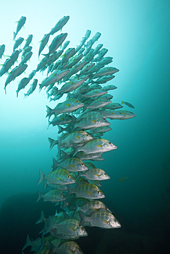 Shoal of Pacific Dog Snapper, Lutjanus novemfasciatus, Cabo Pulmo, Baja California Sur, Mexico