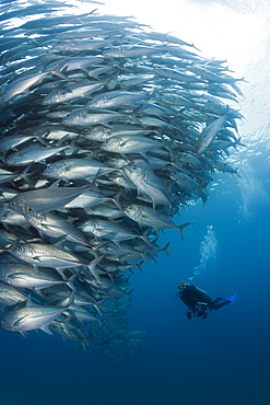 Shoal of Bigeye Trevally, Caranx sexfasciatus, Cabo Pulmo, Baja California Sur, Mexico