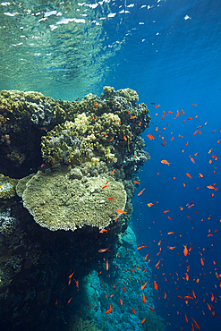 Hard Corals on Reef Top, Brother Islands, Red Sea, Egypt