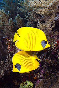 Pair of Masked Butterflyfish, Chaetodon semilarvatus, Giftun Island, Red Sea, Egypt