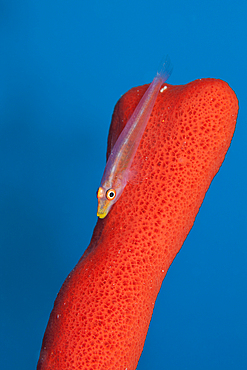 Ghost Goby on Sea Sponge, Bryaninops ridens, Giftun Island, Red Sea, Egypt