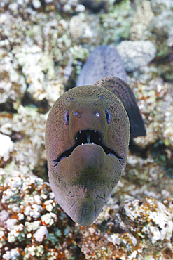 Giant Moray Eel, Gymnothorax javanicus, Giftun Island, Red Sea, Egypt