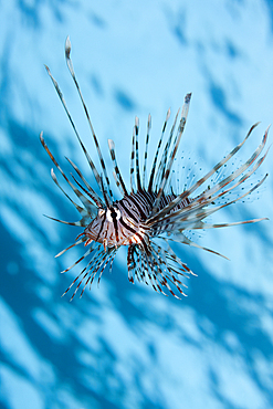 Indian Lionfish, Pterois miles, Brother Islands, Red Sea, Egypt