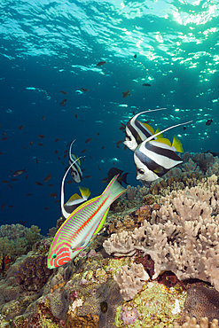 Shoal of Pennant Bannerfish and Wrasse, Heniochus diphreutes, Brother Islands, Red Sea, Egypt