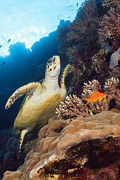 Hawksbill Sea Turtle, Eretmochelys imbricata, Brother Islands, Red Sea, Egypt