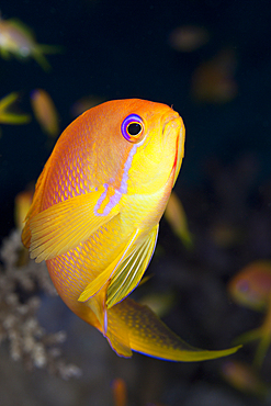 Lyretail Anthias, Pseudanthias squamipinnis, Brother Islands, Red Sea, Egypt