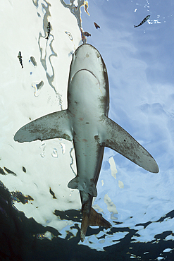 Oceanic Whitetip Shark, Carcharhinus longimanus, Brother Islands, Red Sea, Egypt