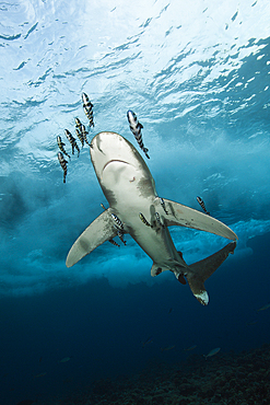 Oceanic Whitetip Shark, Carcharhinus longimanus, Brother Islands, Red Sea, Egypt