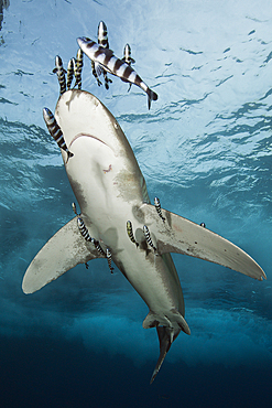 Oceanic Whitetip Shark, Carcharhinus longimanus, Brother Islands, Red Sea, Egypt