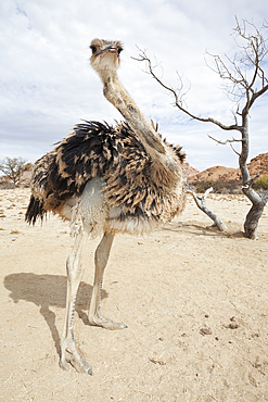 South African Ostrich, Struthio camelus australis, Spitzkoppe, Namibia