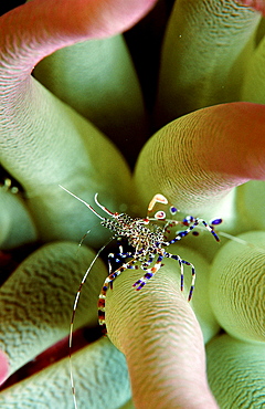 shrimp in anemone, Periclimenes yucatanicus, Bahamas, Caribbean Sea, Grand Bahama