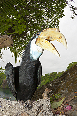 Papuan Hornbill, Rhyticeros plicatus, Tufi, Oro Province, Papua New Guinea