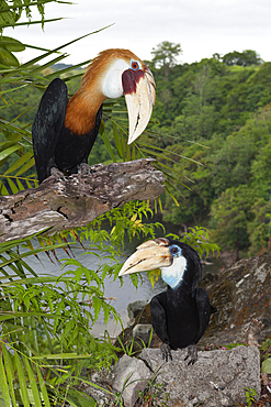 Papuan Hornbill, Rhyticeros plicatus, Tufi, Oro Province, Papua New Guinea