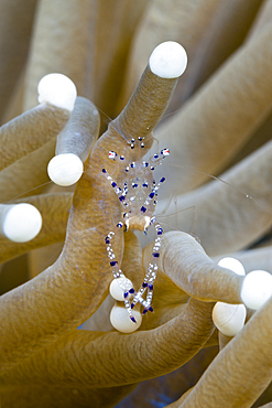 Commensal Shrimp in Mushroom Coral, Periclimenes sp., Tufi, Solomon Sea, Papua New Guinea