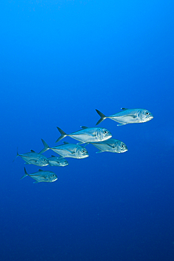 Shoal of Bigeye Trevally, Caranx sexfasciatus, Tufi, Solomon Sea, Papua New Guinea