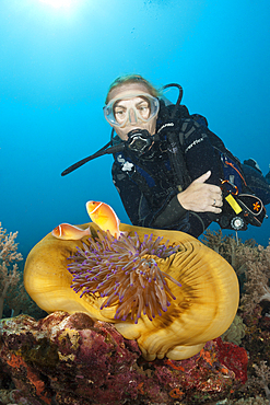 Diver and Pink Anemonefishes, Amphiprion perideraion, Tufi, Solomon Sea, Papua New Guinea