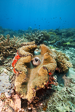 Giant Clam, Tridacna squamosa, Tufi, Solomon Sea, Papua New Guinea