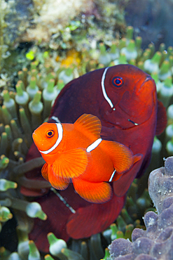 Pair of Spinecheek Clownfish, Premnas aculeatus, Tufi, Solomon Sea, Papua New Guinea