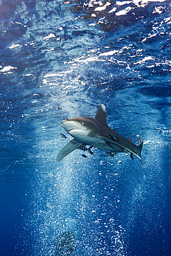 Oceanic Whitetip Shark, Carcharhinus longimanus, Atlantic Ocean, Bahamas