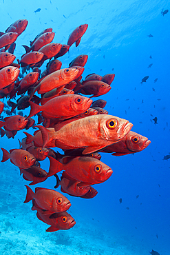 Shoal of Crescent-tail Bigeye, Priacanthus hamrur, North Male Atoll, Indian Ocean, Maldives