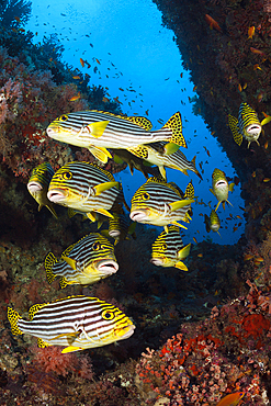 Shoal of Oriental Sweetlips, Plectorhinchus vittatus, South Male Atoll, Indian Ocean, Maldives