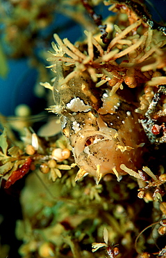 Sargassum frogfish, Histrio histrio, Papua New Guinea, Pacific ocean