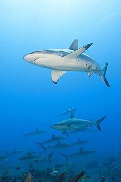 Pack of Grey Reef Shark, Carcharhinus amblyrhynchos, Tahiti, French Polynesia