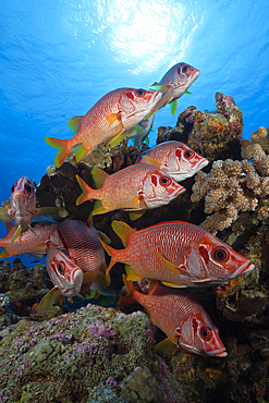 Shoal of Longjawed Squirrelfish, Sargocentron spiniferum, Ahe Atoll, Tuamotu Archipel, French Polynesia