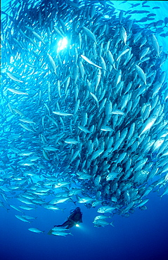 Bigeye trevally and scuba diver, Caranx sexfasciatus, Australia, Pacific Ocean, Great Barrier Reef