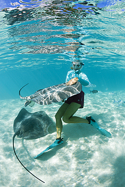 Snorkeling with Pink Whipray in Lagoon, Pateobatis fai, Moorea, French Polynesia