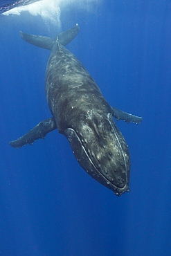 Humpback Whale, Megaptera novaeangliae, Moorea, French Polynesia